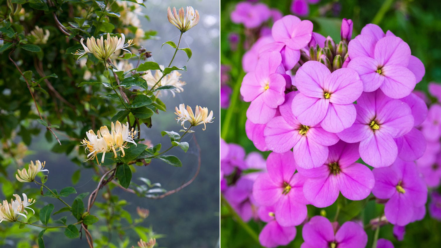 Yellow Honeysuckle and purple Sweet Rocket flowers