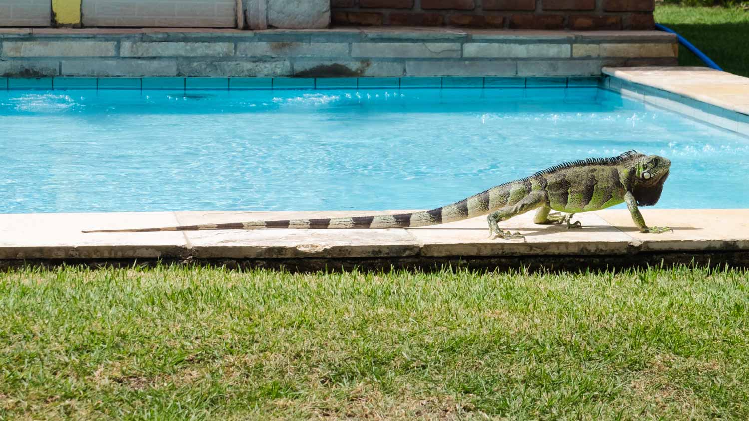 Iguana next to the swimming pool