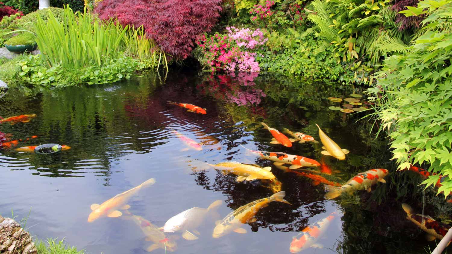 Japanese garden with koi fish 