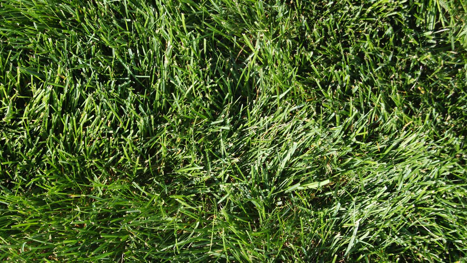 Kentucky bluegrass lawn