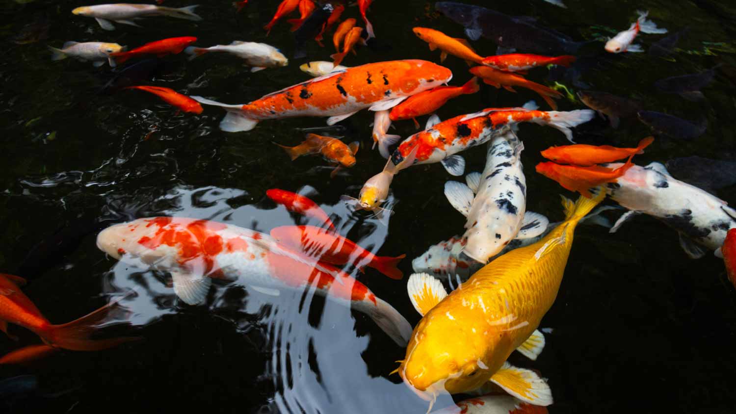 Koi carps swimming