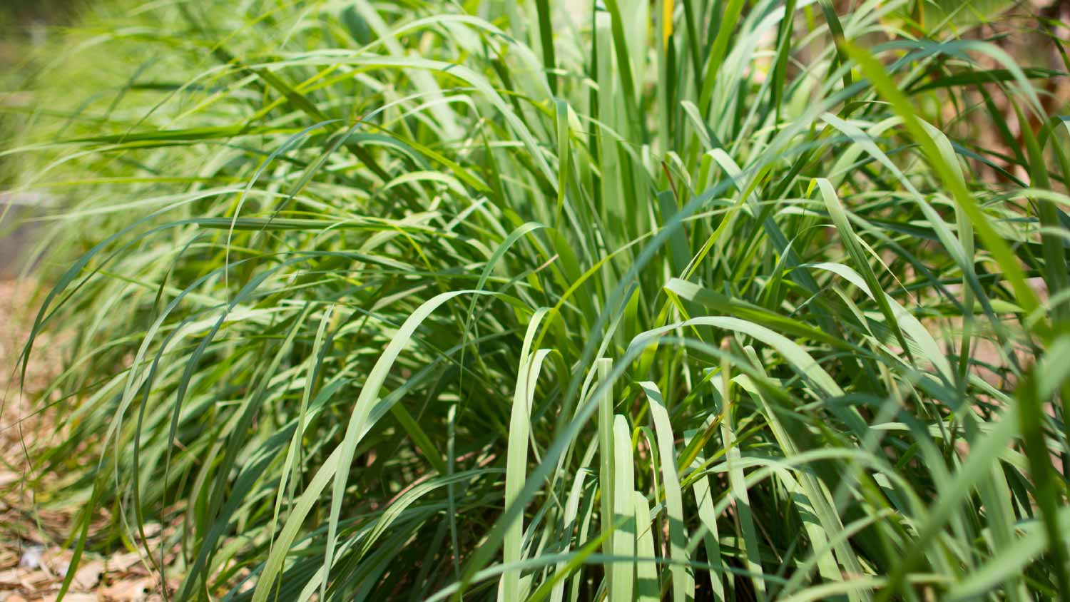 Lemongrass planted on the ground