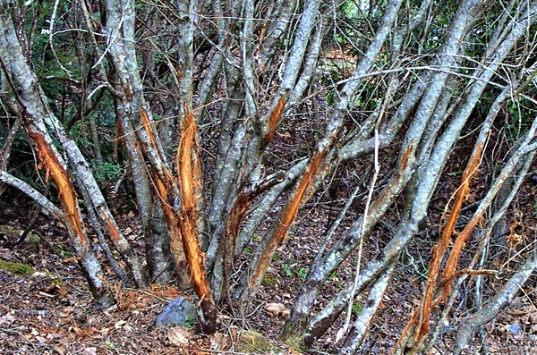 trees damaged by deer