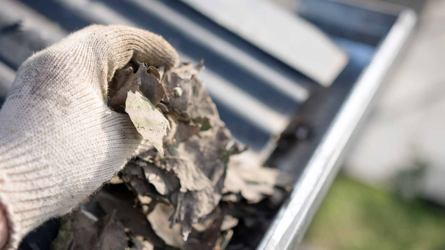 Male hand removing gutter leaves