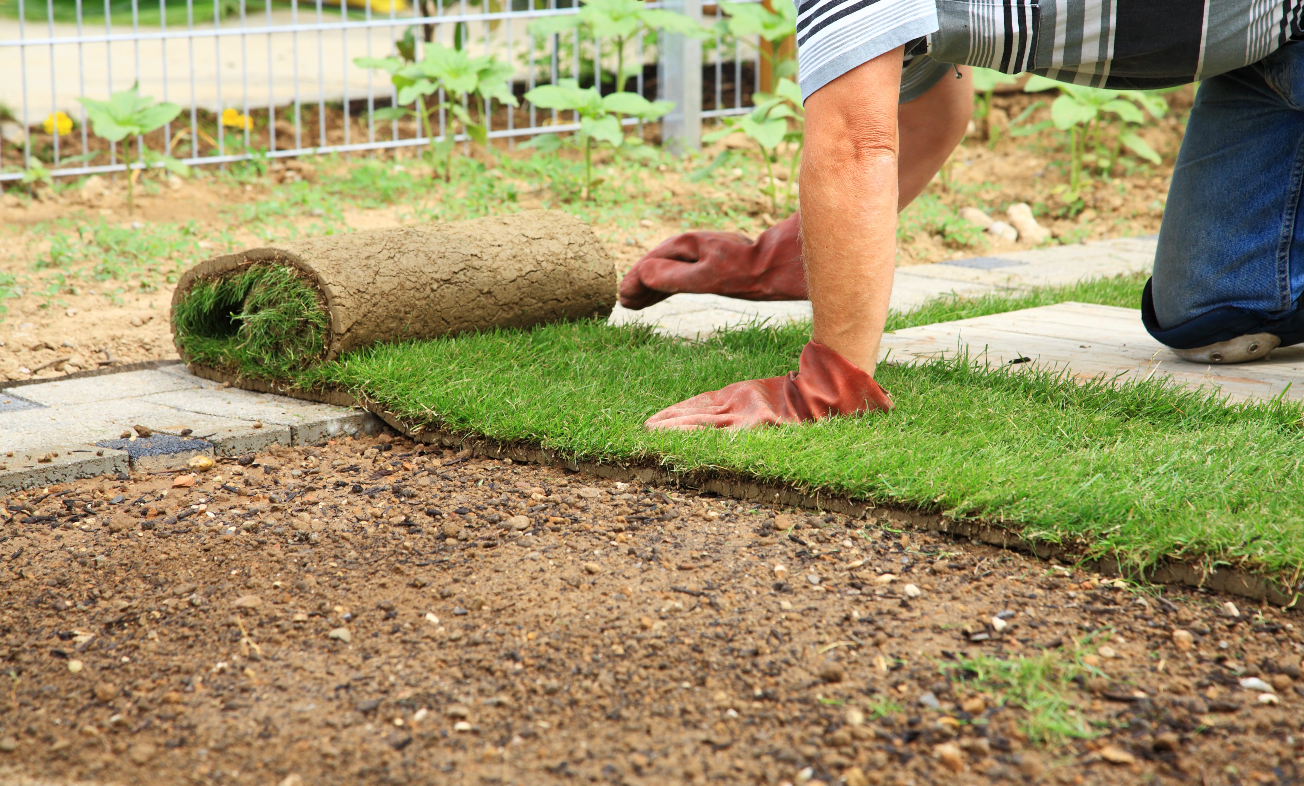 Man laying sod for new garden lawn