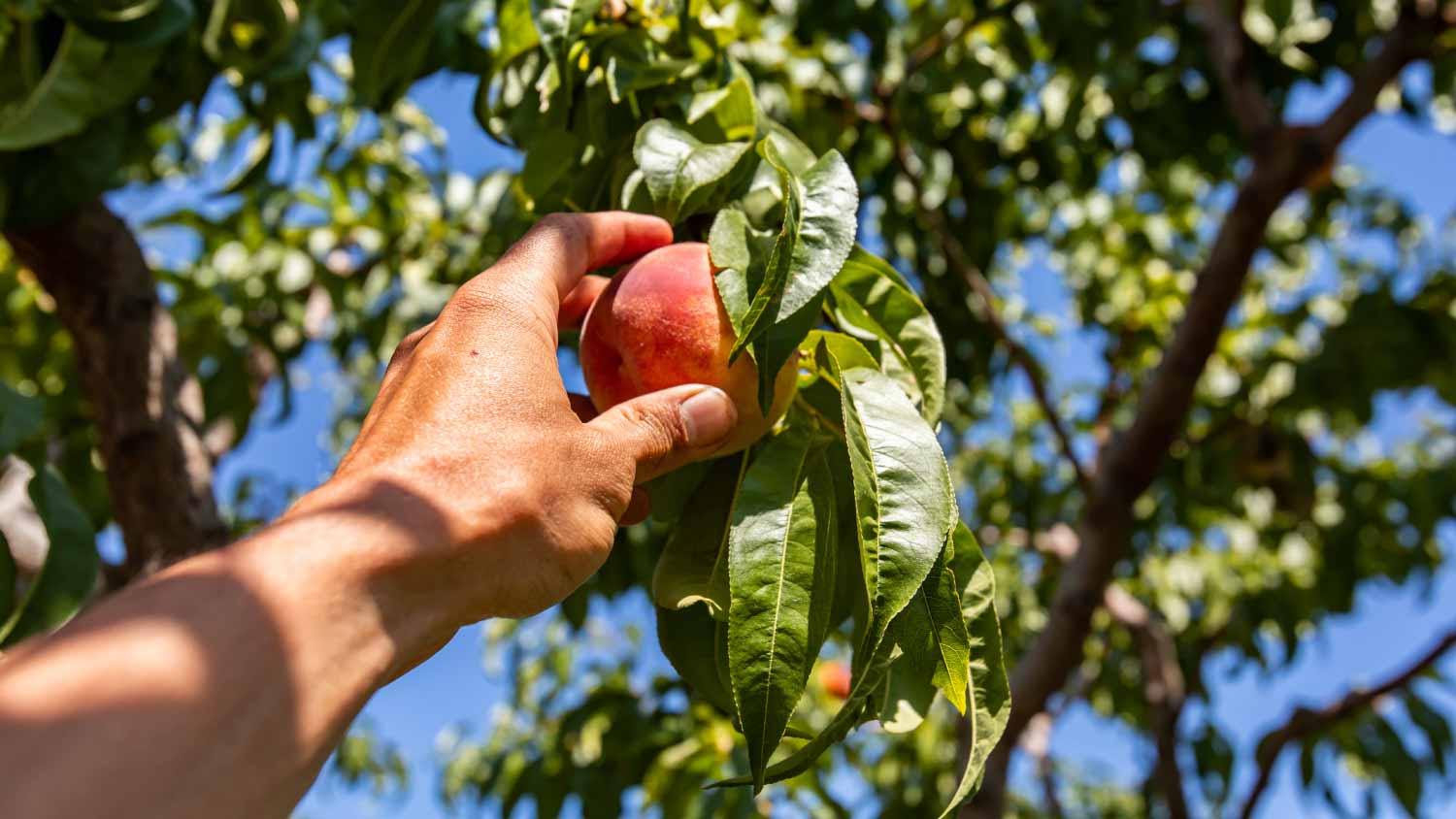 Man picking ripe peach fruit