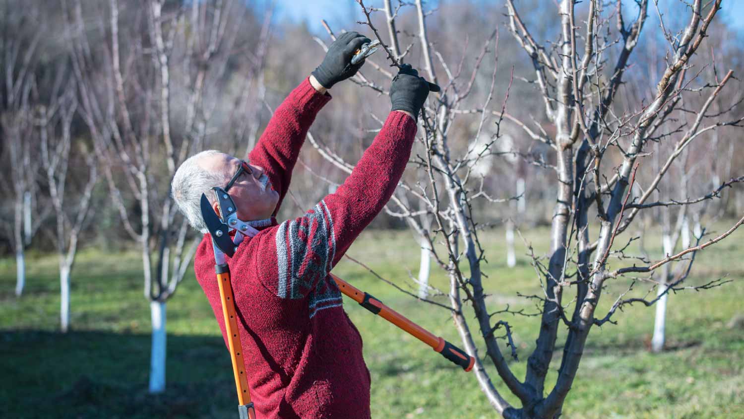 Man pruning a tree in orchard