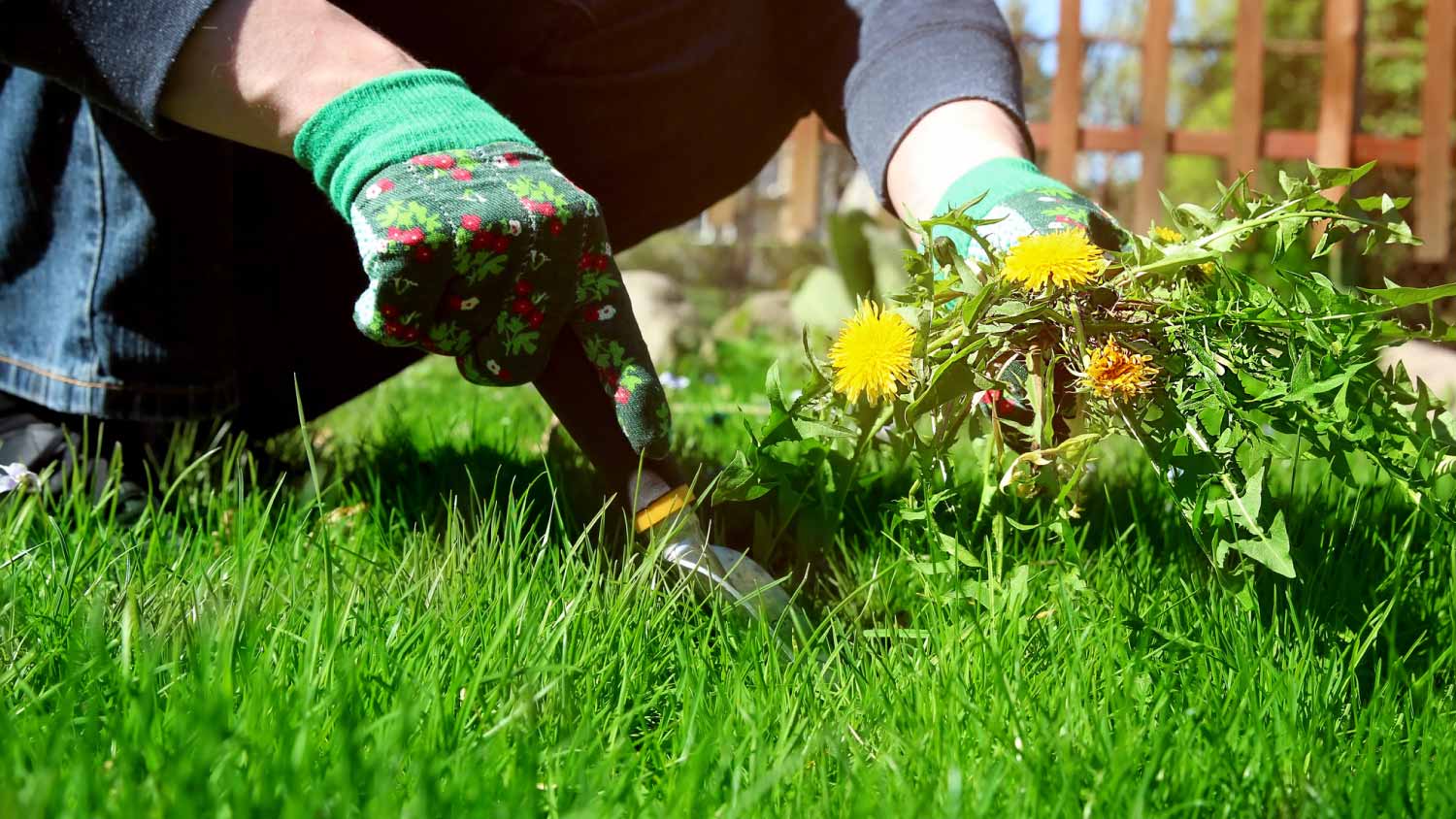 Man pulling weeds out from the grass loan