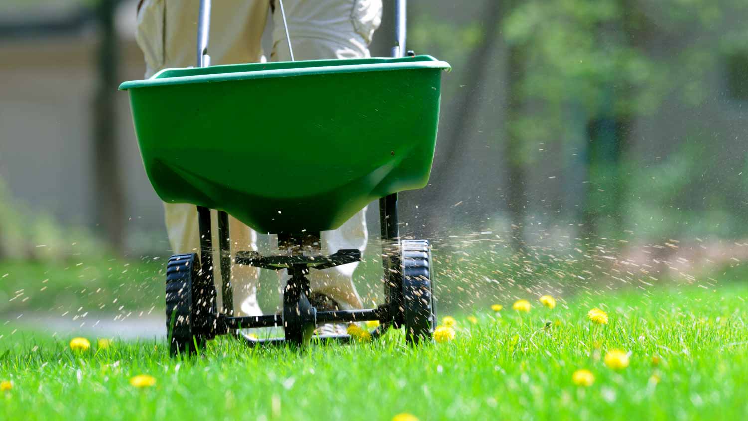 Man spreading fertilize