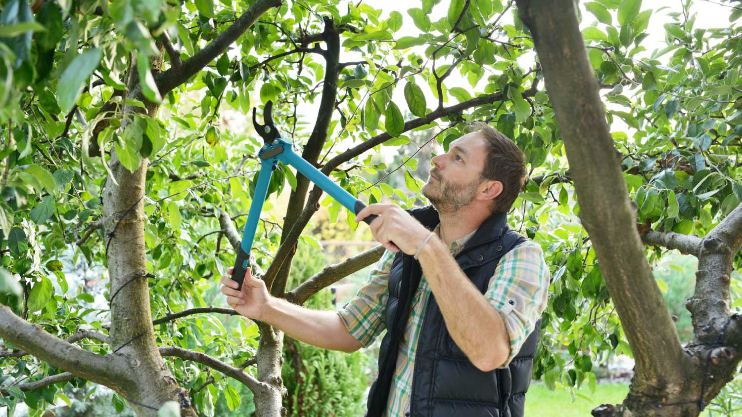 Man trimming trees