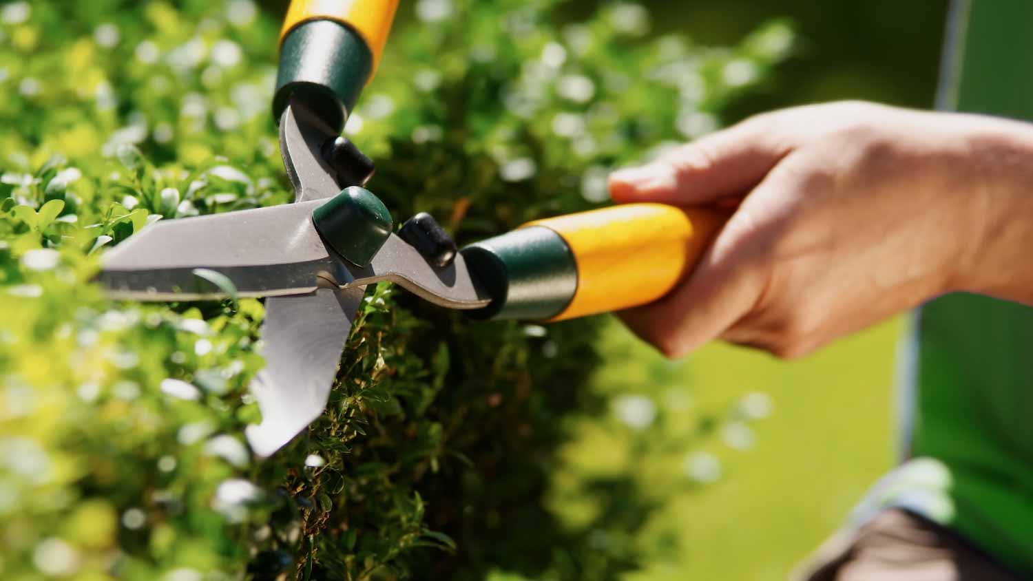 Man using hedge clippers 