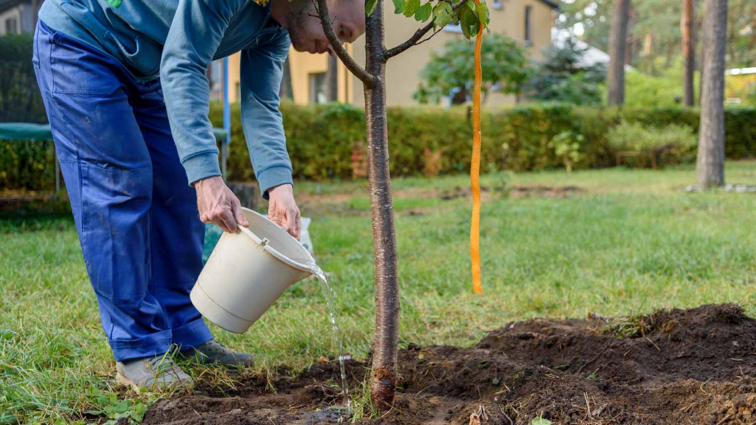 Man watering planted tree