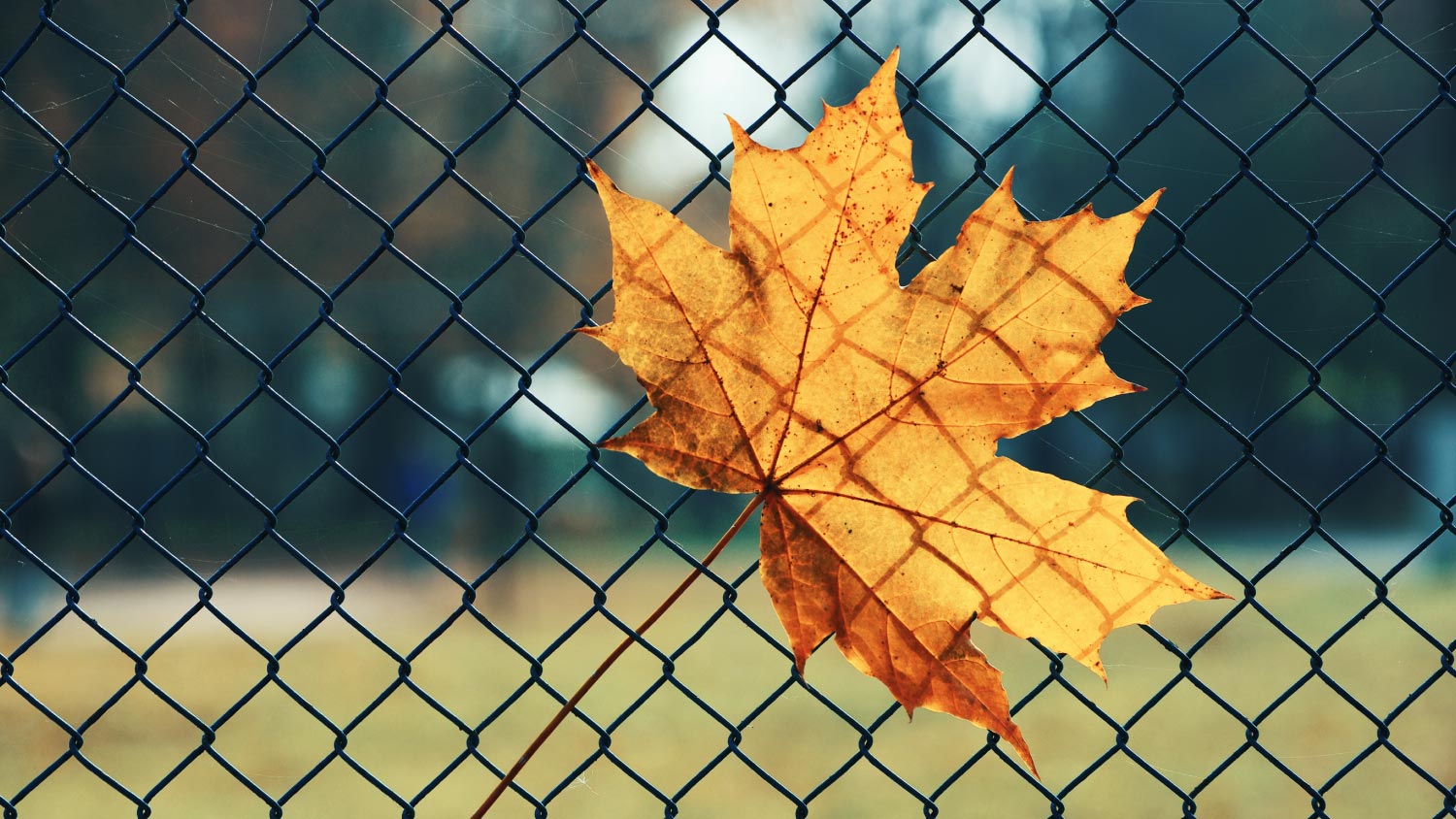 Maple leaf in the fence background