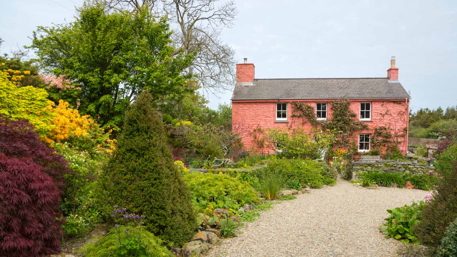 Mixed planting at the front of the beautiful pink cottage