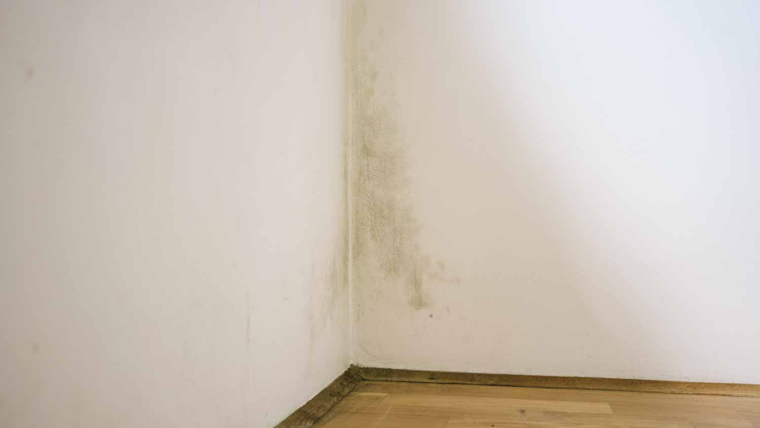 Mold on wall