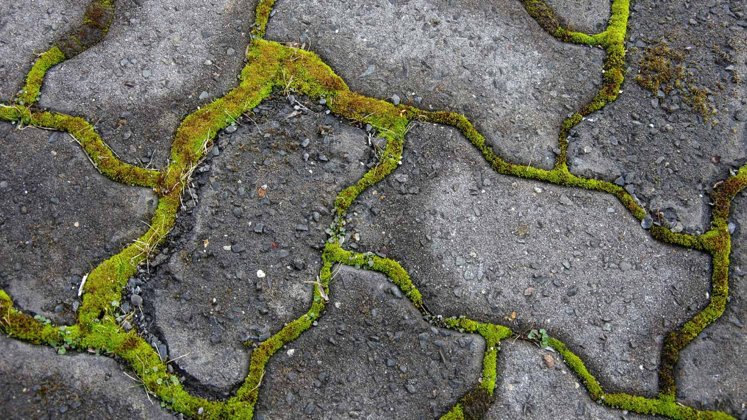 Moss growing between paving stones