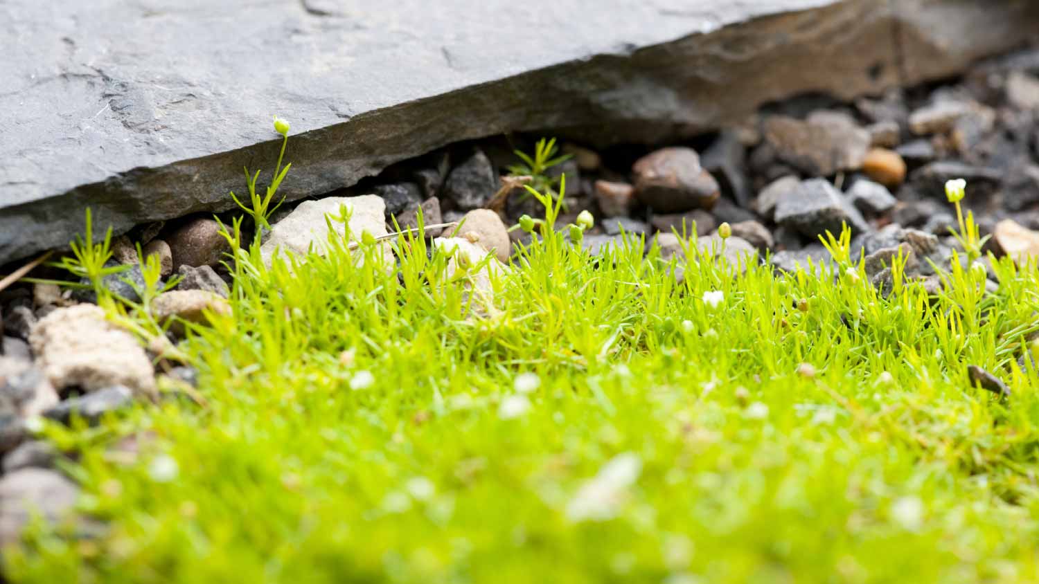 Moss growing in garden rocks