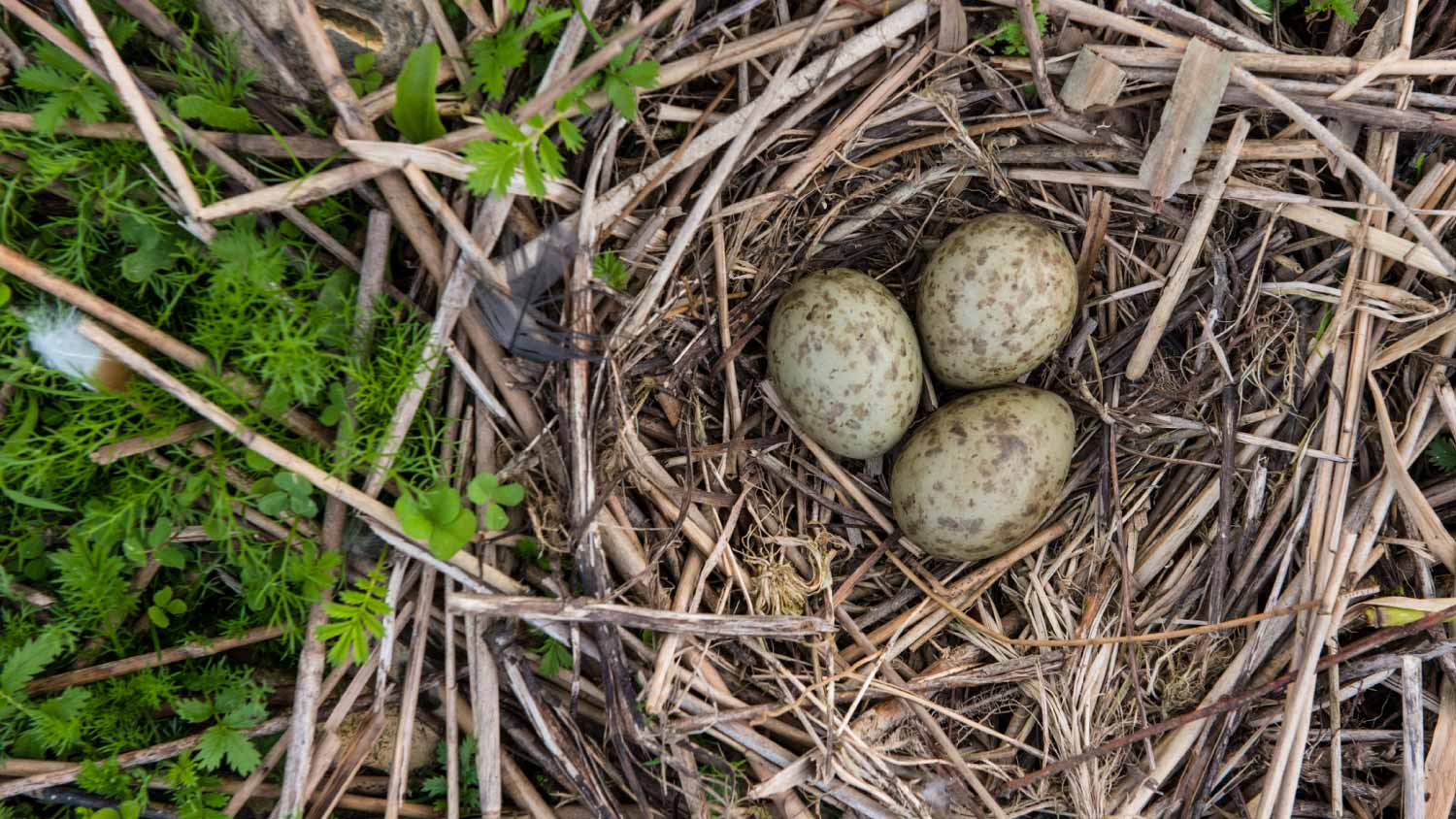 Nest and eggs in the garden