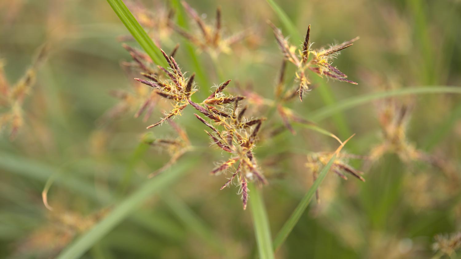 How to Get Rid of Nut Grass