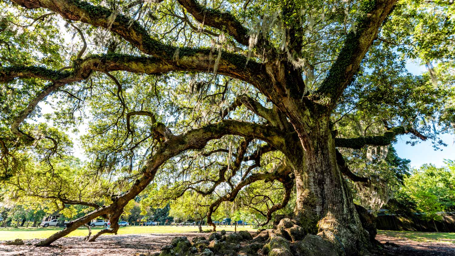 Old live oak in garden