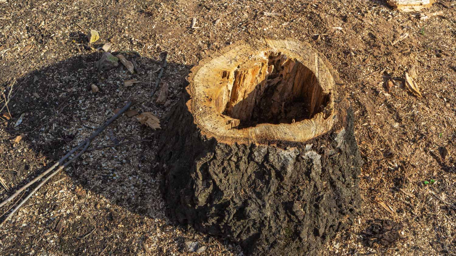 Old oak stump with a hole