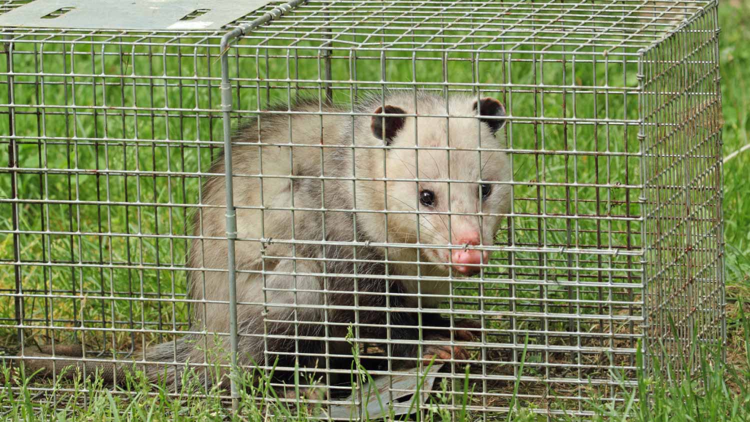 Opossum in a Trap