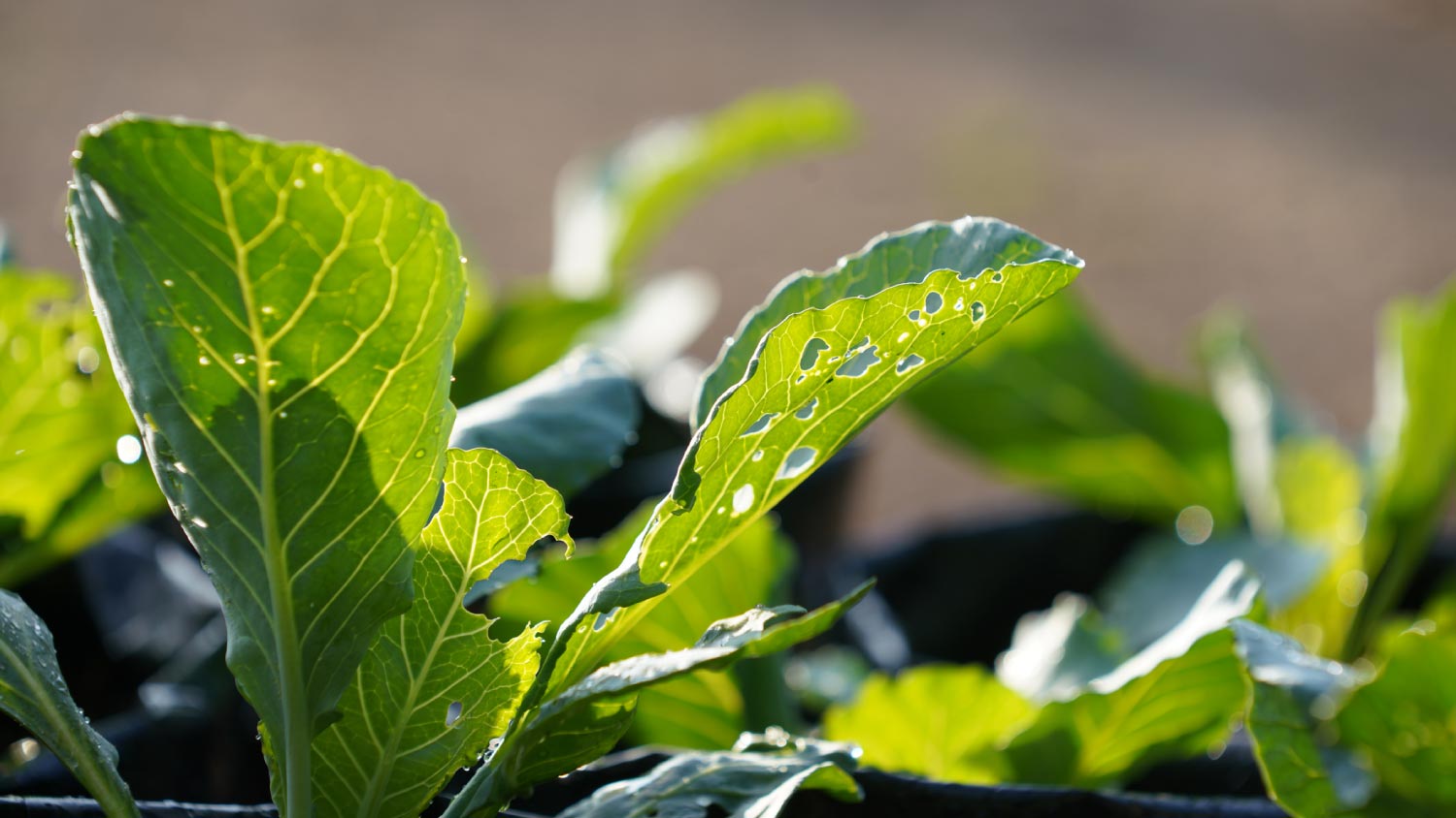 Organic vegetable plots Infested with insects