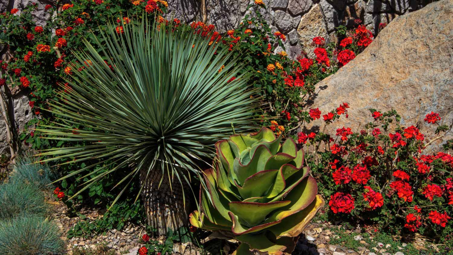 Ornamental xeriscape garden