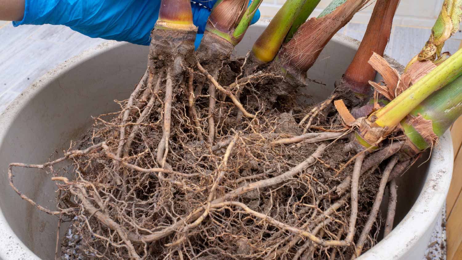 Palm tree with root rot