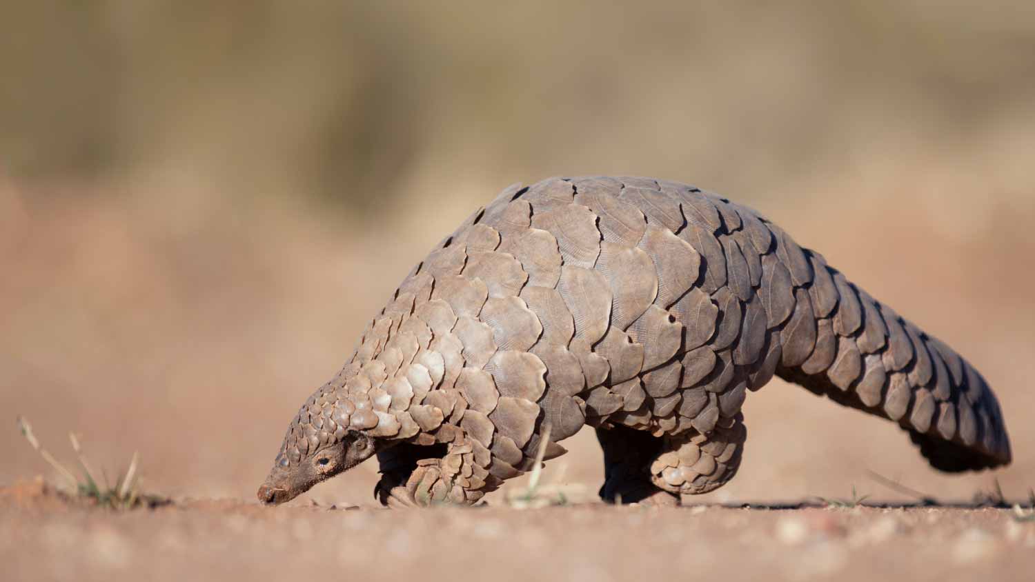 Pangolin searching for ants