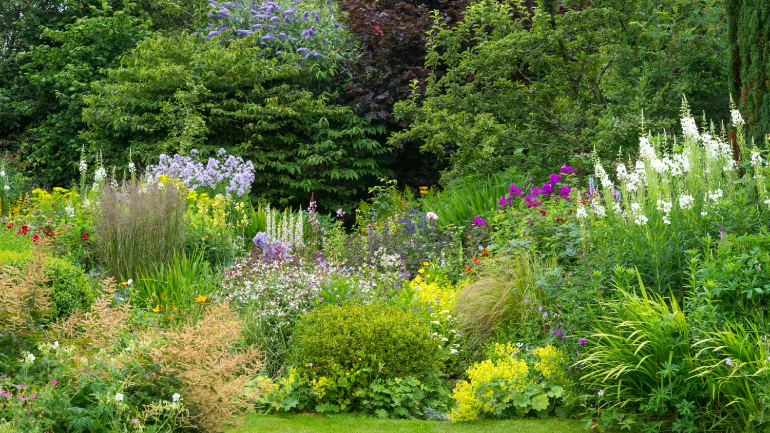 Perennials and annuals flowers