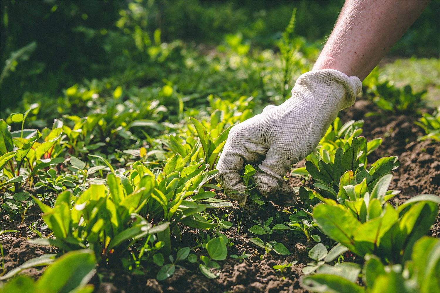 Person weeding their garden