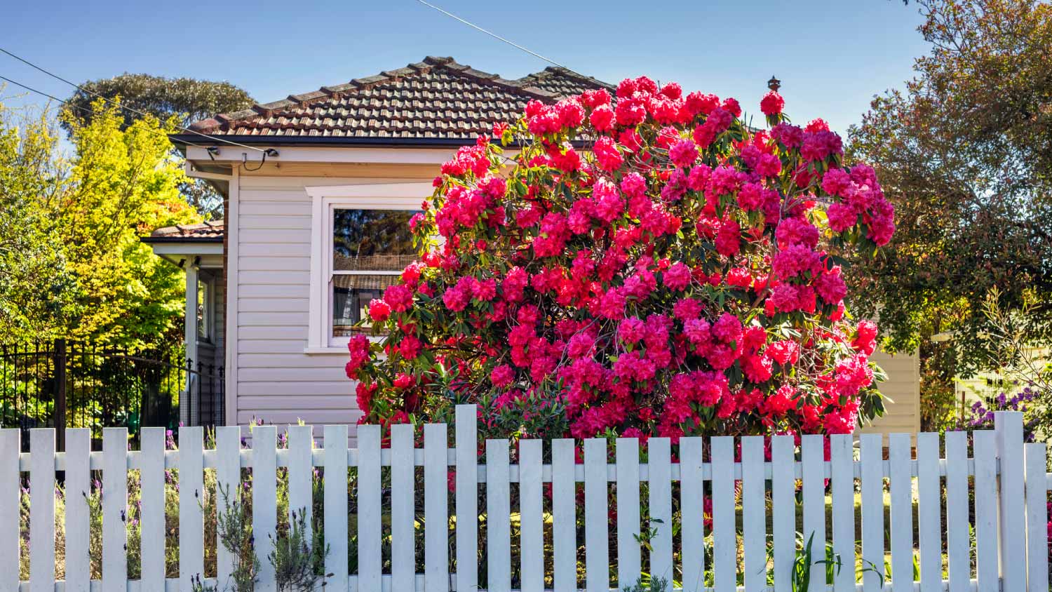 Pink flower tree in garden