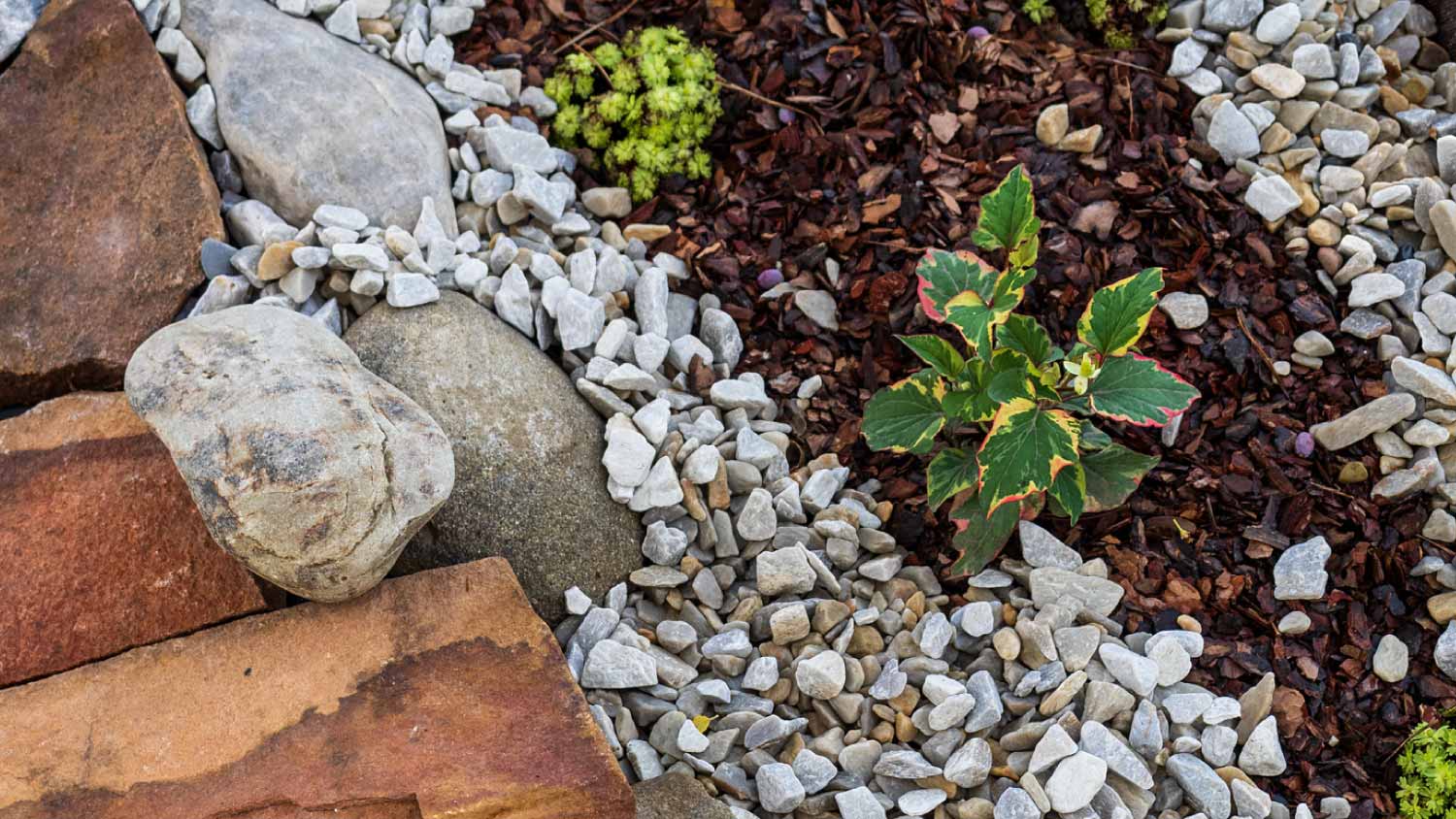 Plants on flower bed mulching with stones