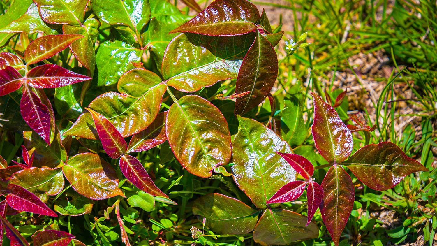 Red and Green poison ivy leaves.