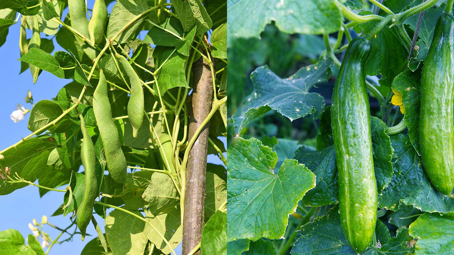 Pole green beans and cucumbers