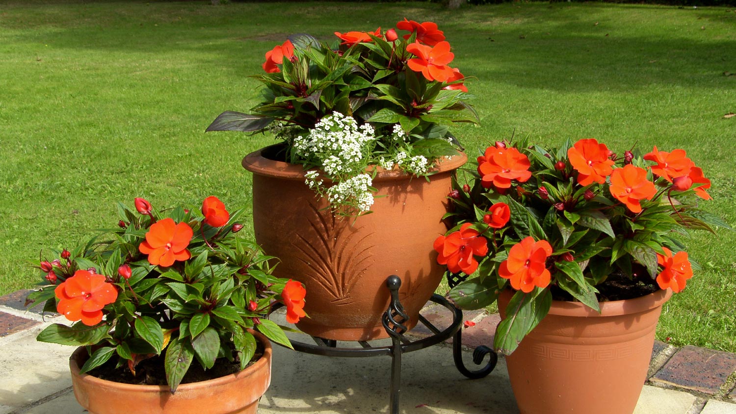 Pots with red flowers