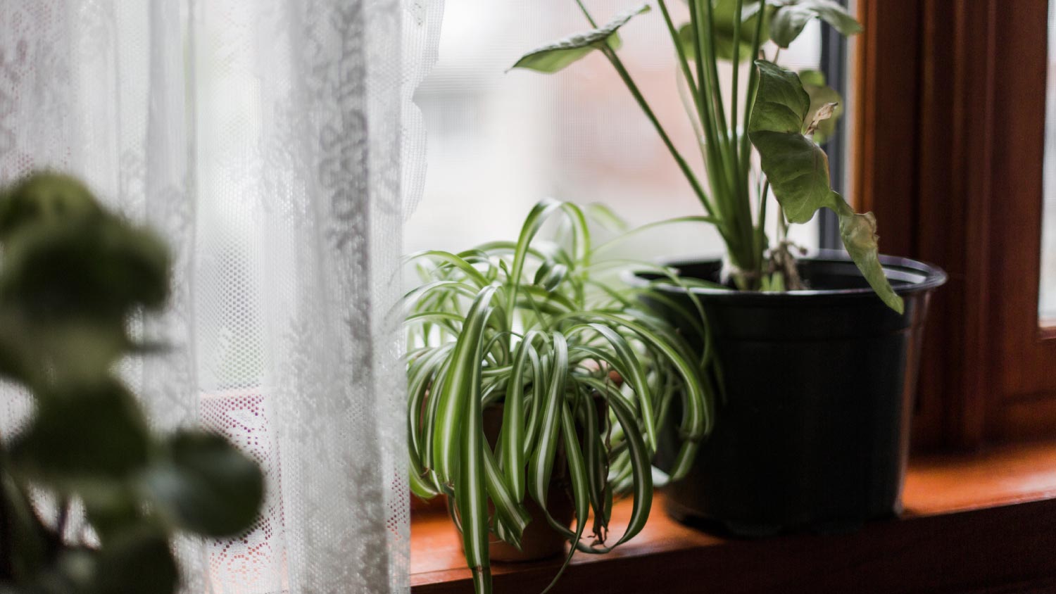 A potted plant on a window sill