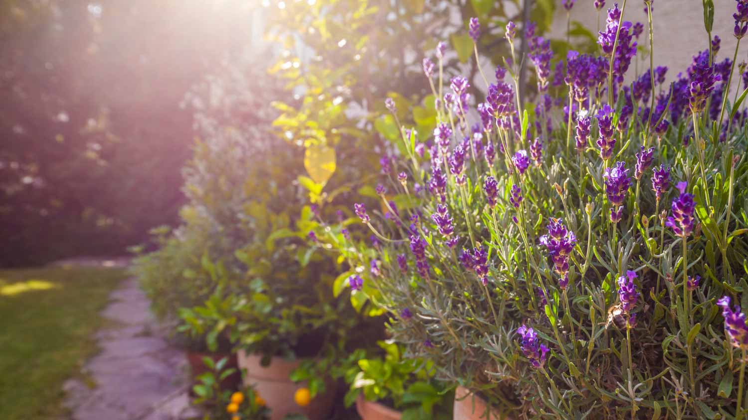 Potted plants in front of house