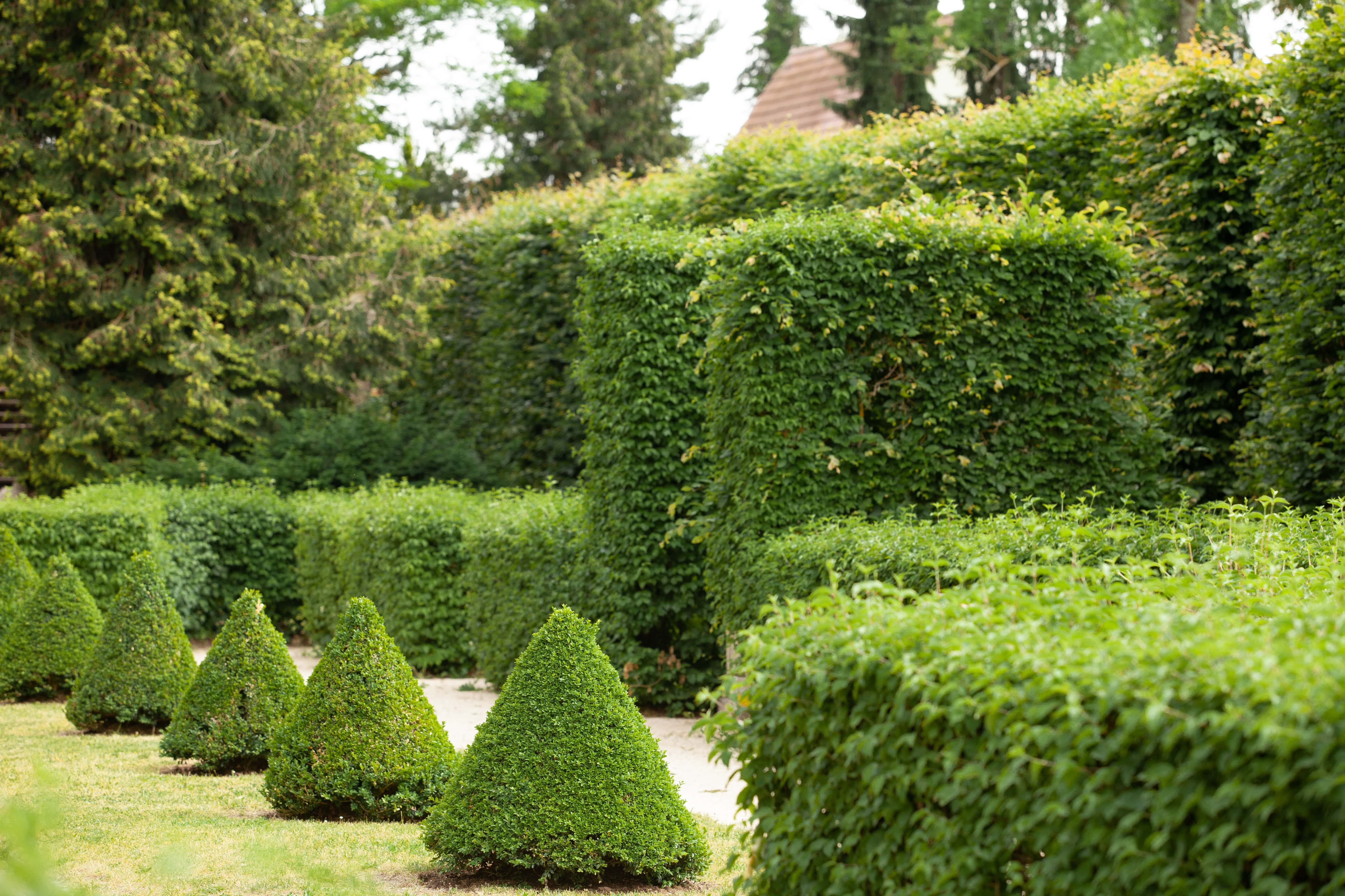 Various shaped shrubbery fencing