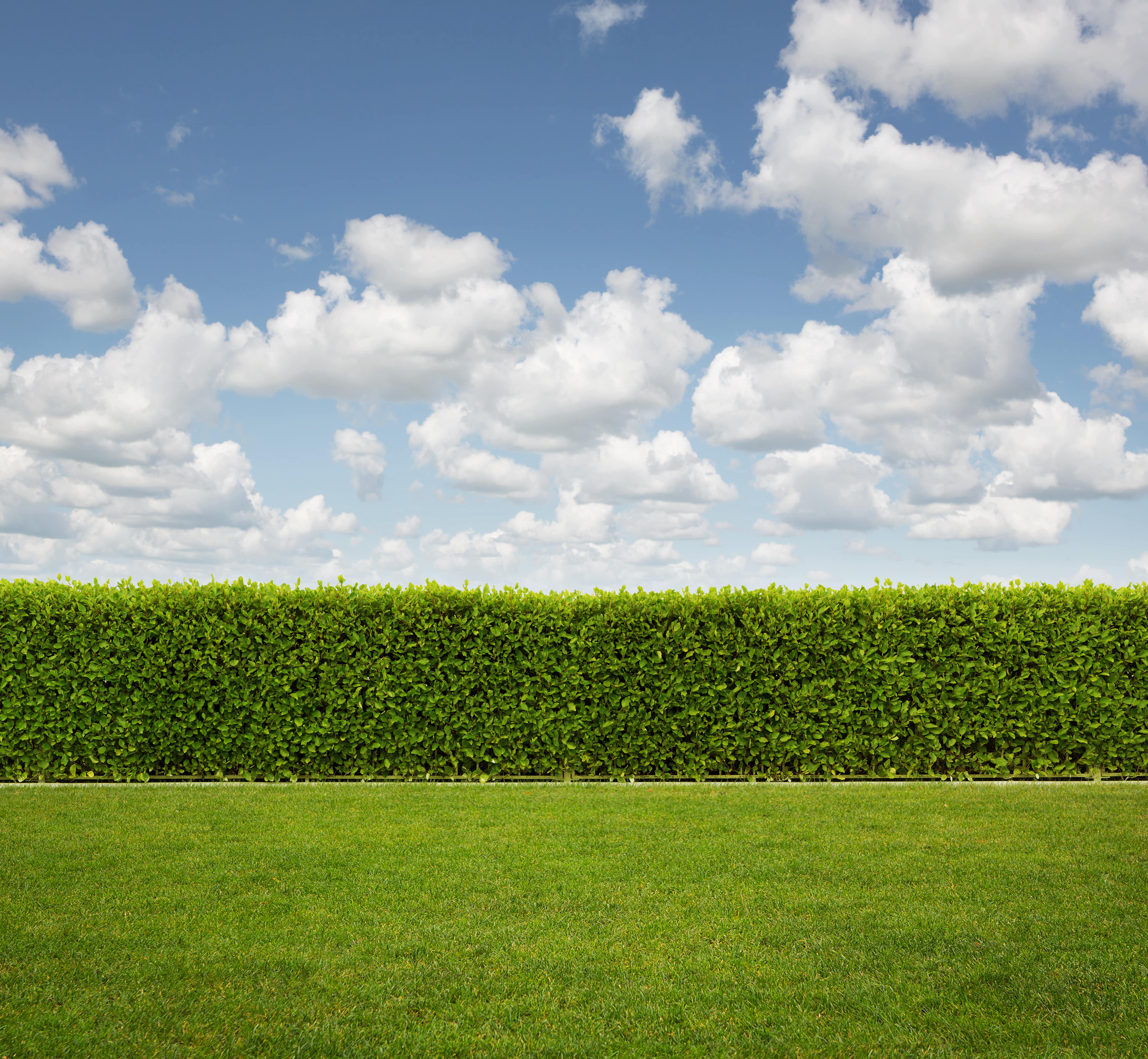 A backyard with boxwood fence
