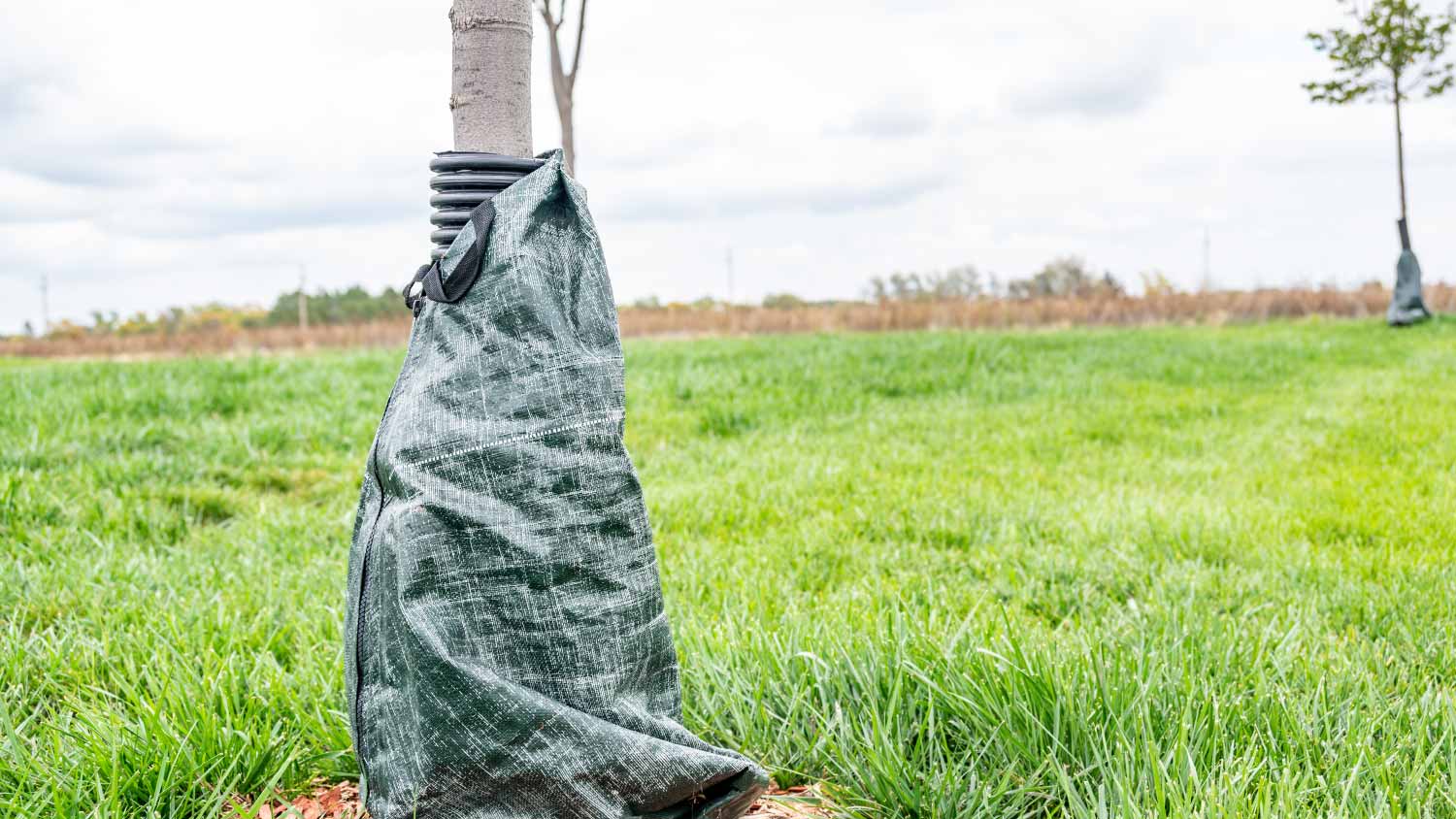 Protective tree wrap