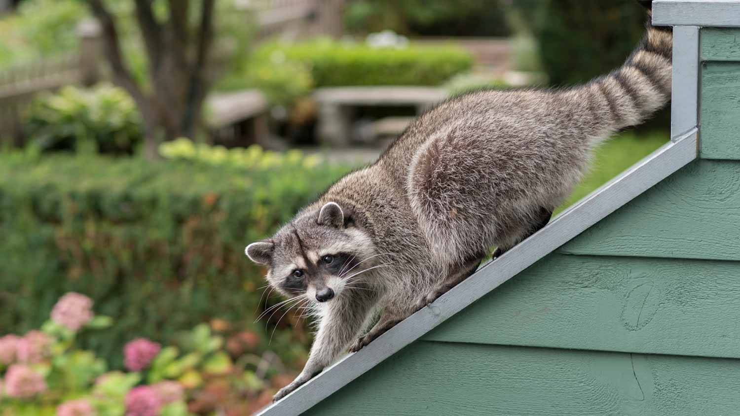 Raccoon climbing house