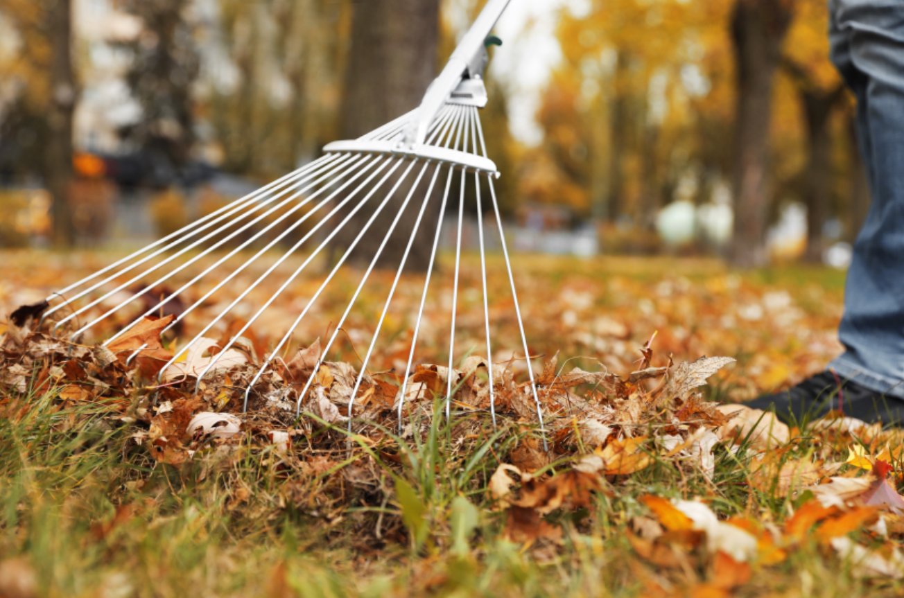 Person raking leaves in the yard