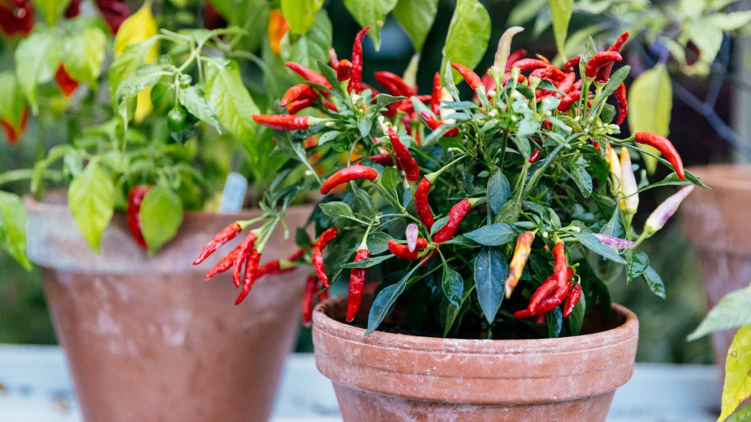 Red chili peppers growing in pot