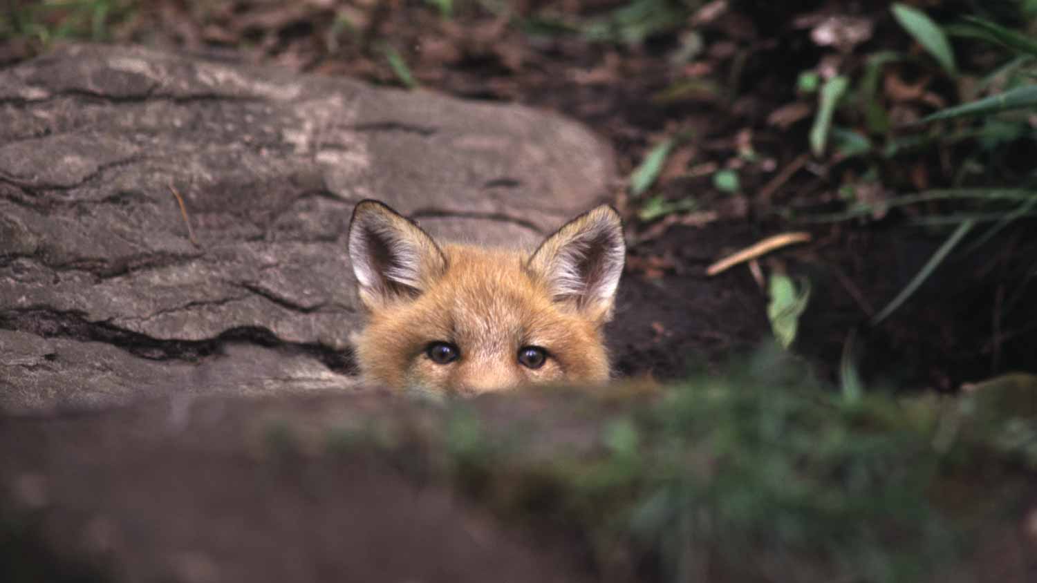 Red fox peeking over rock