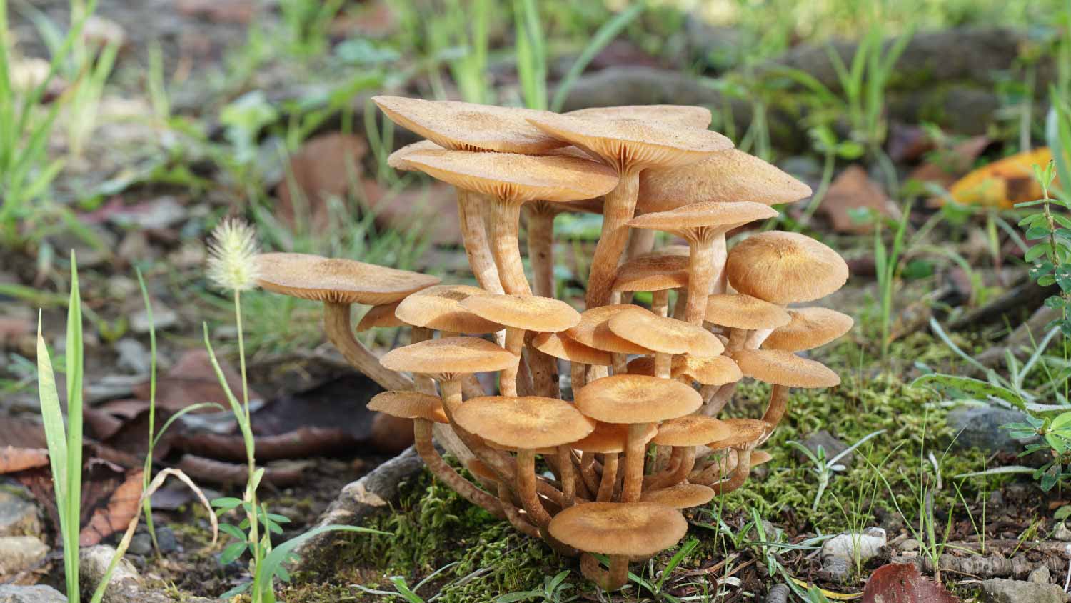 Ringless Honey Mushroom