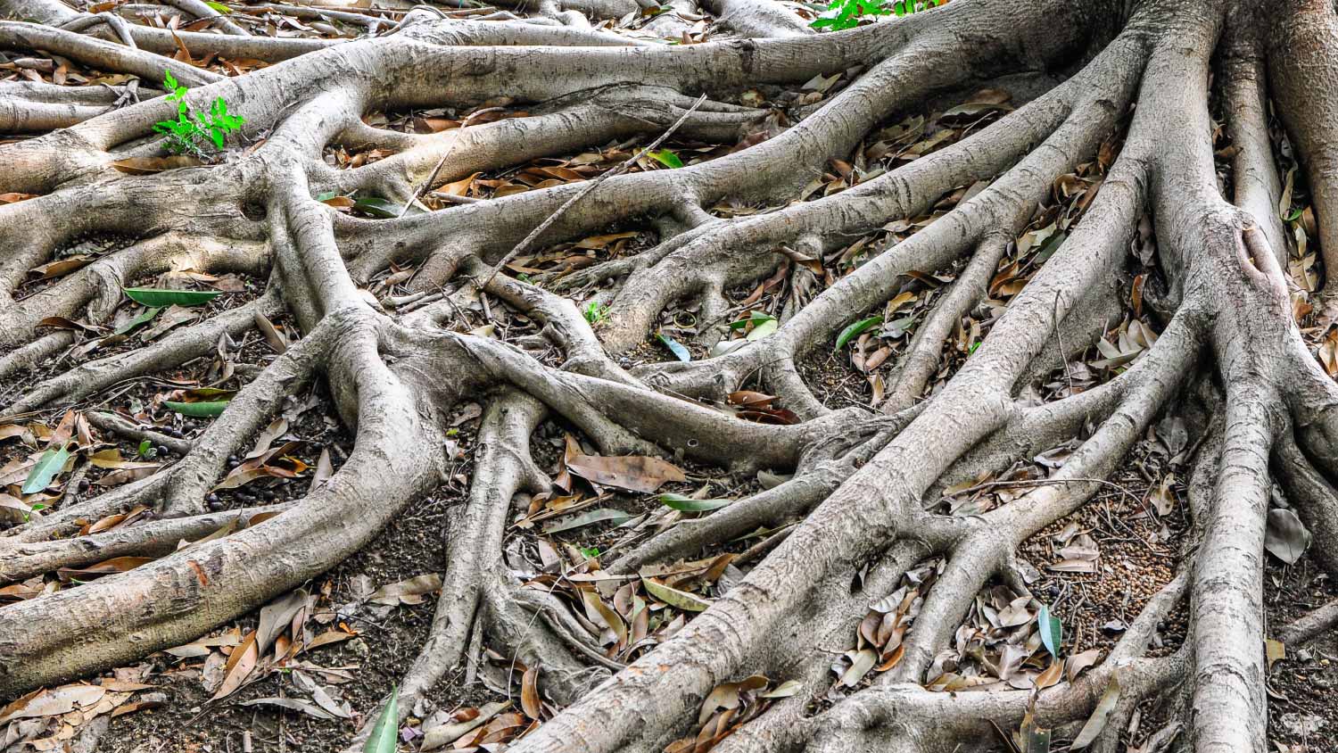 Roots of big tree