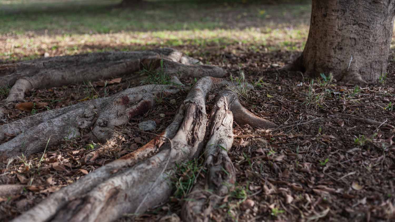 Roots reaching out