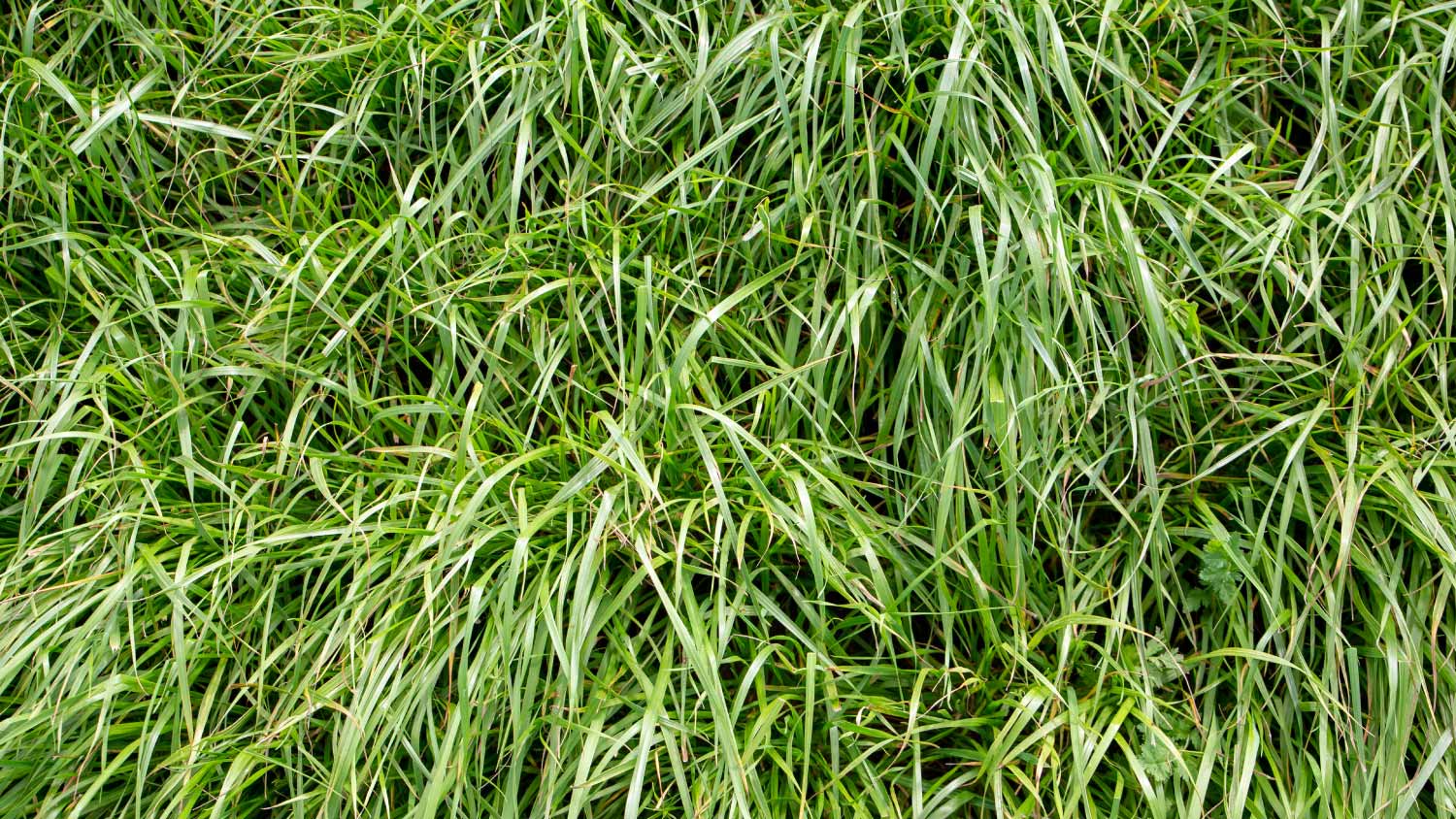 Ryegrass lawn background 